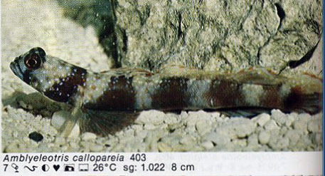 Amblyeleotris callopareia
